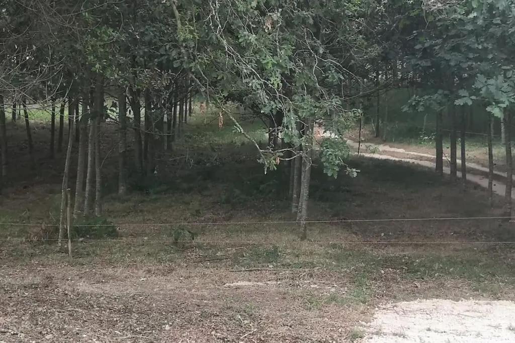 Casa Do Carvalhal - Quinta Do Soldado Βίλα Alquerubim Εξωτερικό φωτογραφία